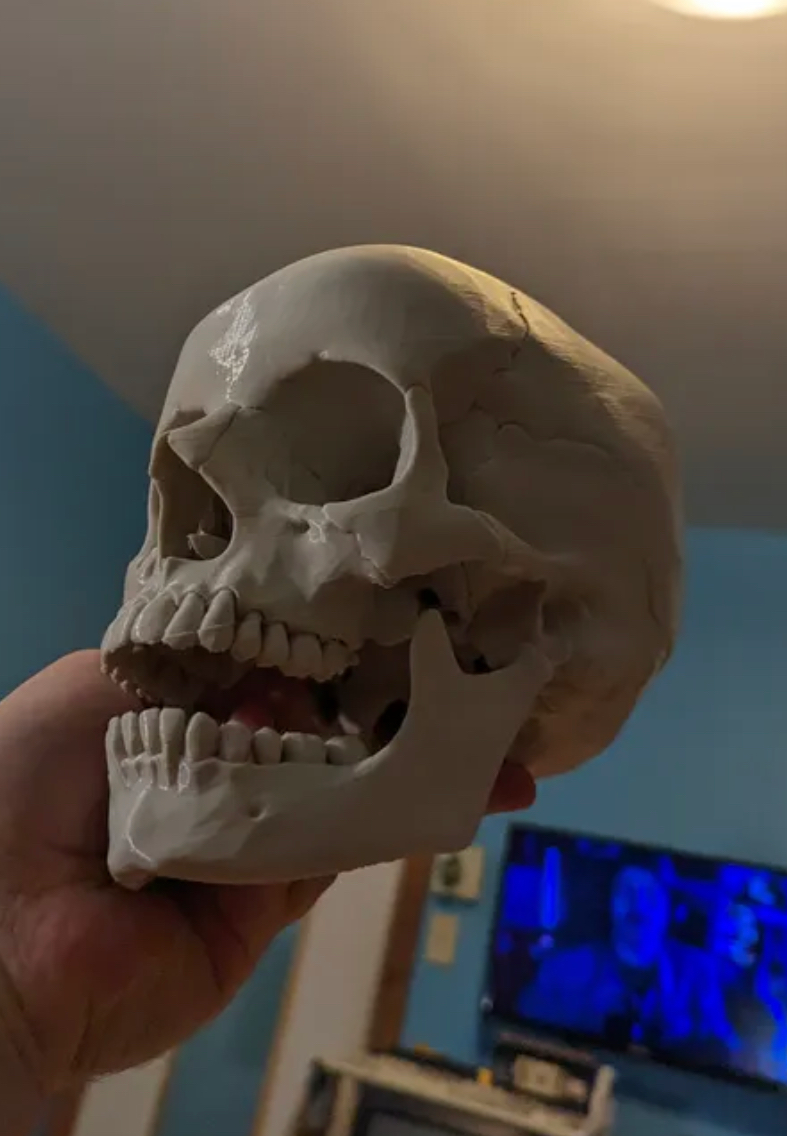 Human Skull, Anatomically Correct