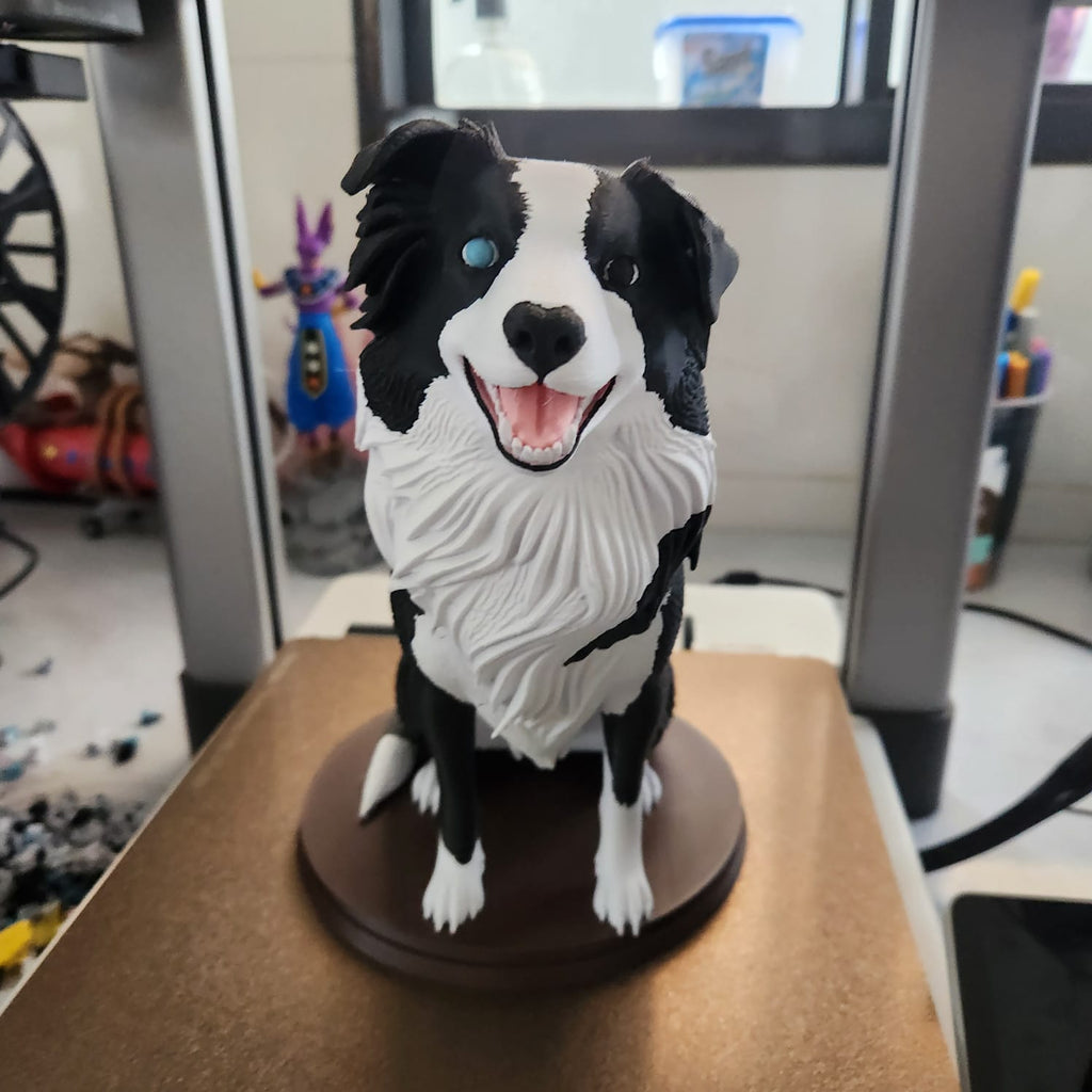 border collie multicolor