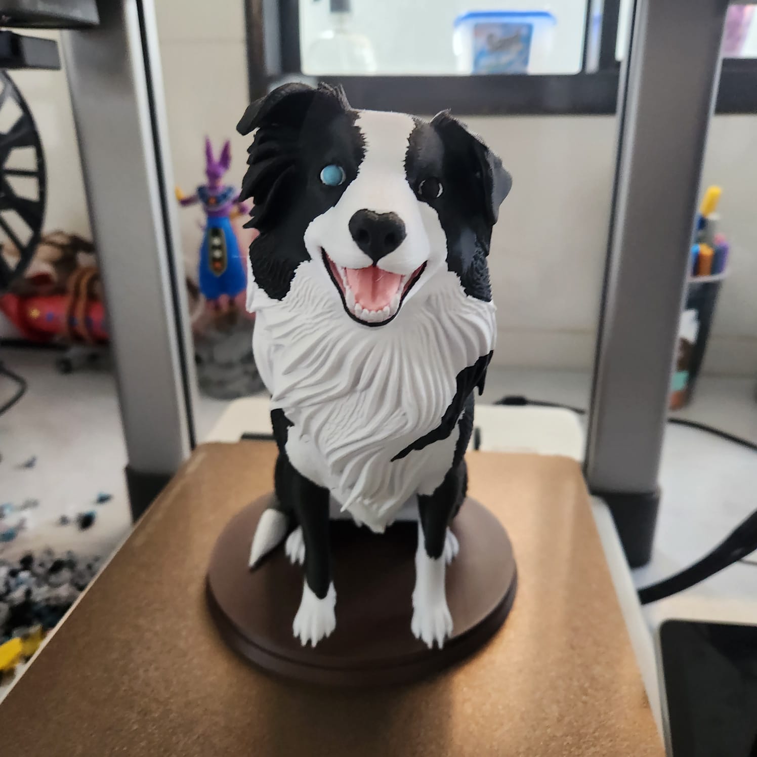border collie multicolor