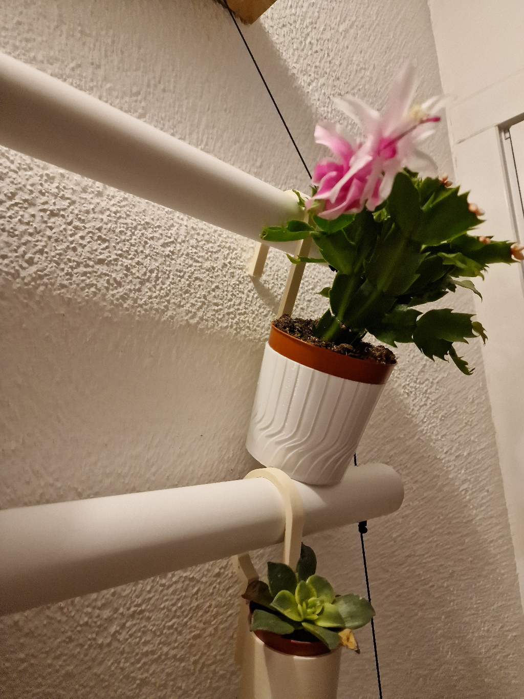 vase plant