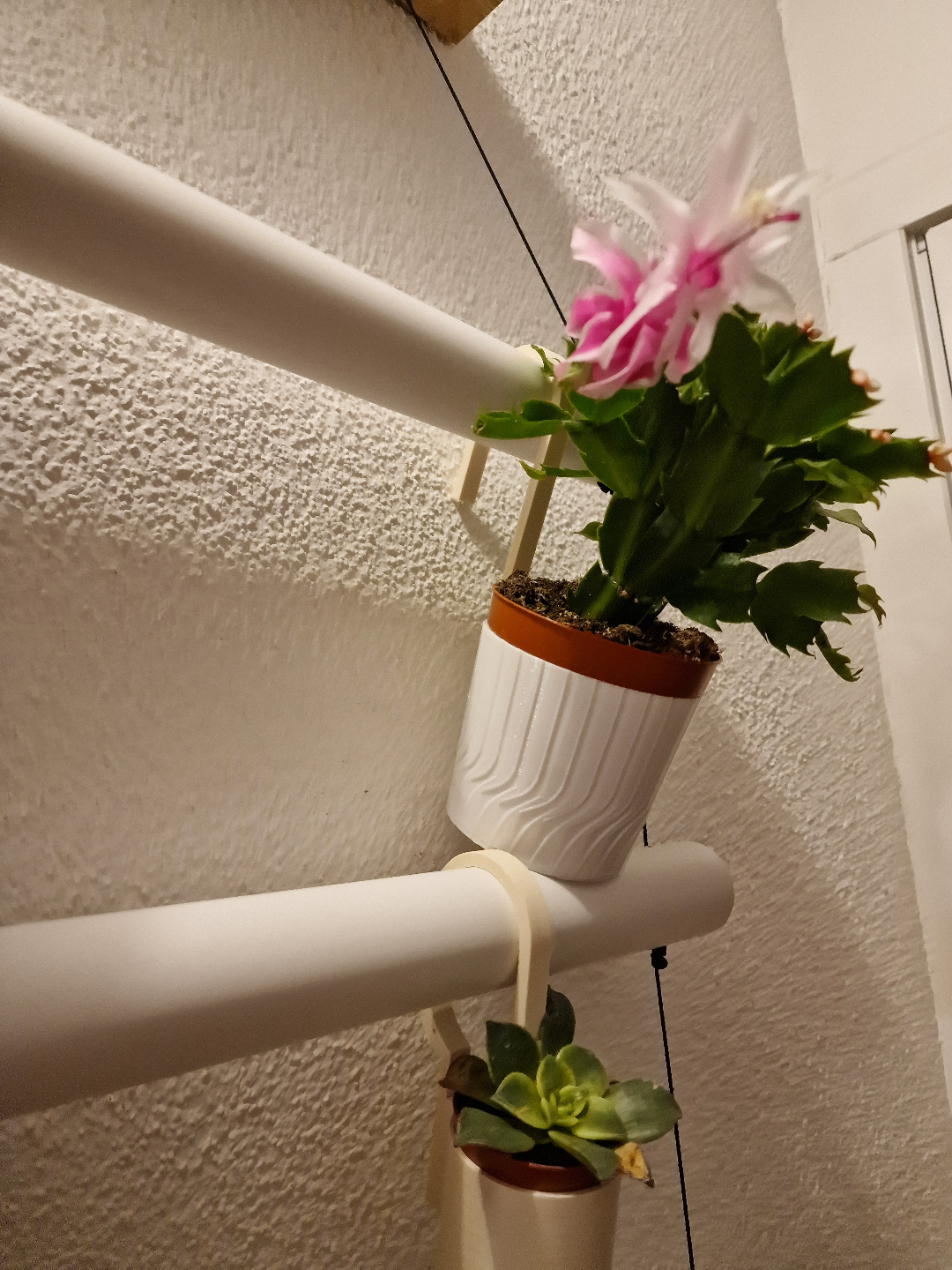 vase plant