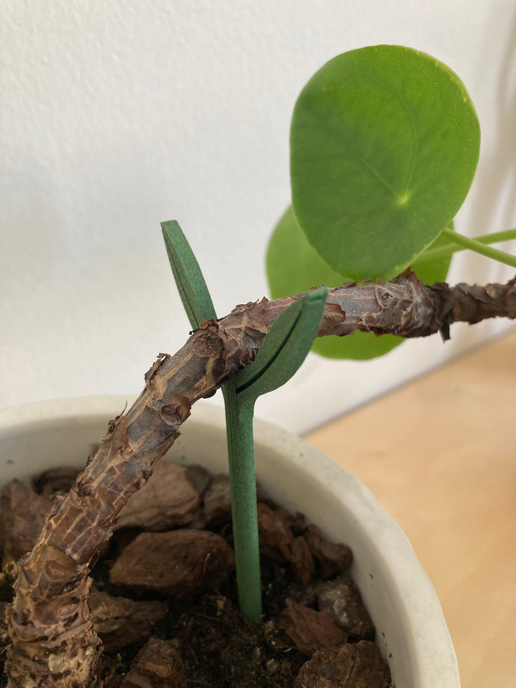 plant support
