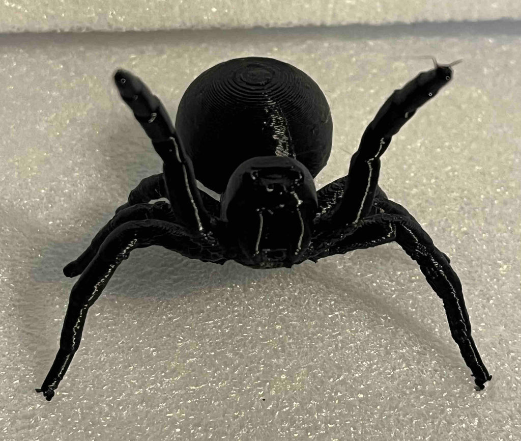 Australian Funnel Web Spider
