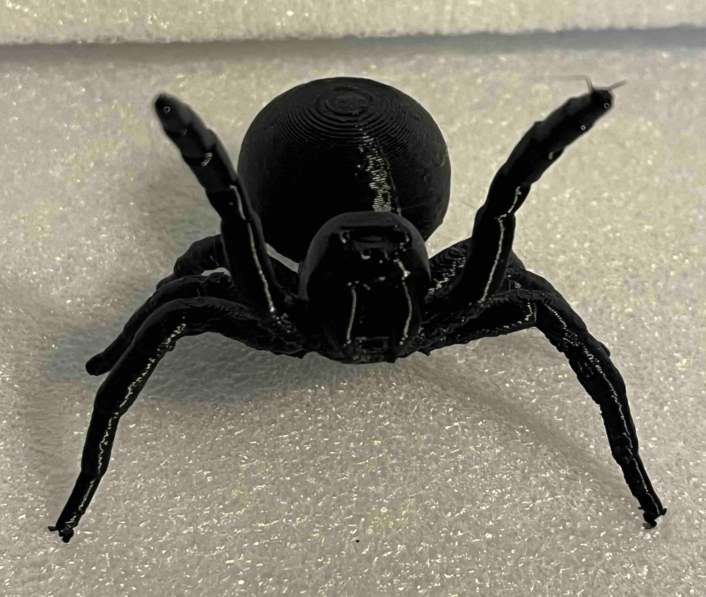 Australian Funnel Web Spider