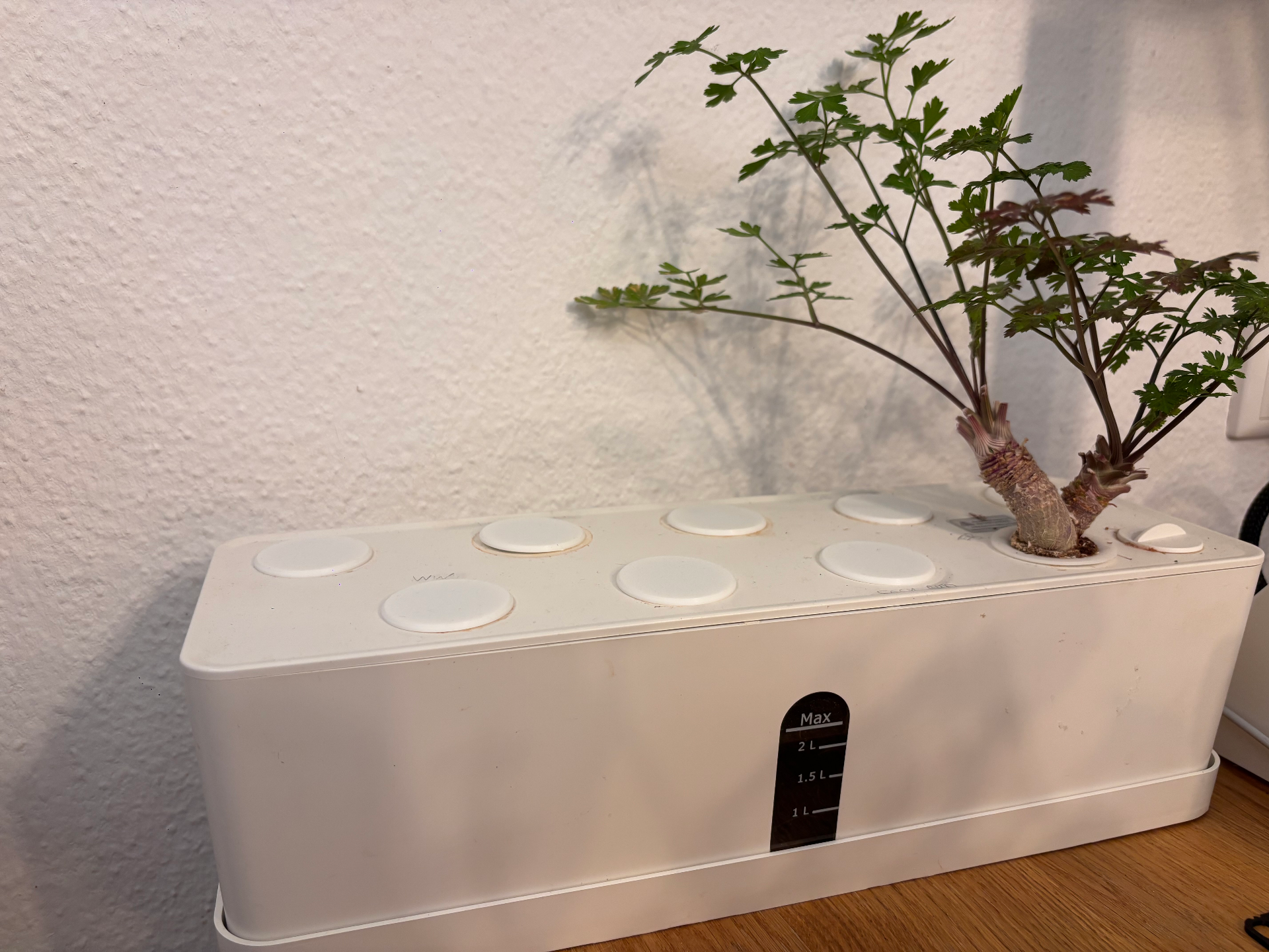 Round plug for hydroponics