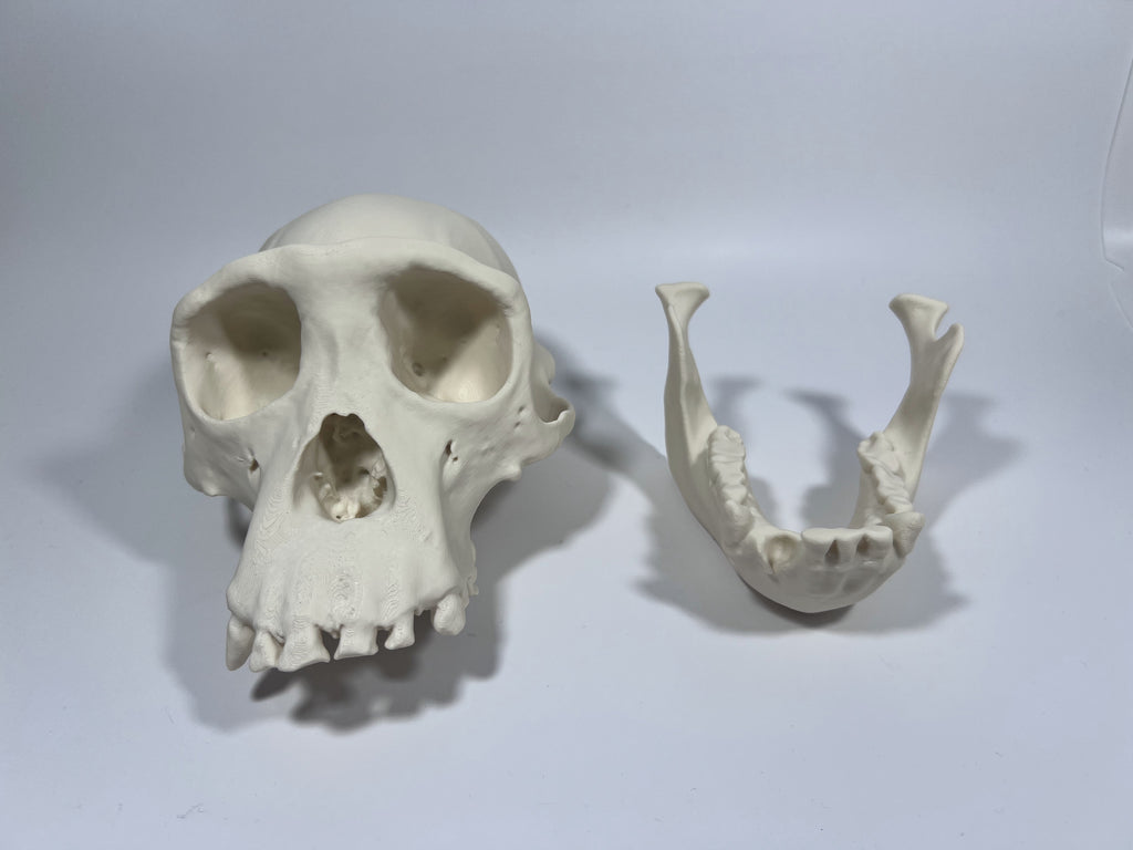 Adult Female Chimpanzee Cranium and Mandible