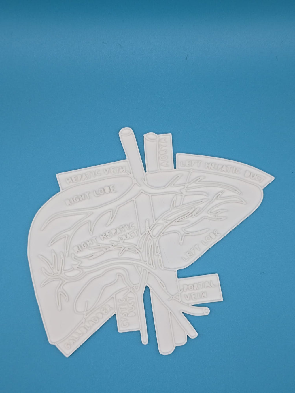 Liver Hepar Anatomy Coloring Craft Education