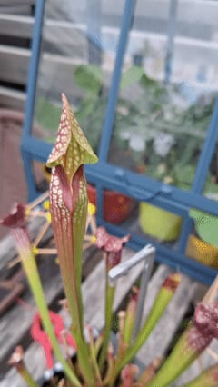 Carnivorous Plant Pot with Solar Bug Light