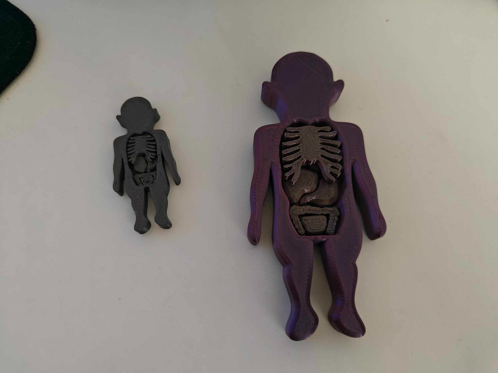 Simple anatomy puzzle