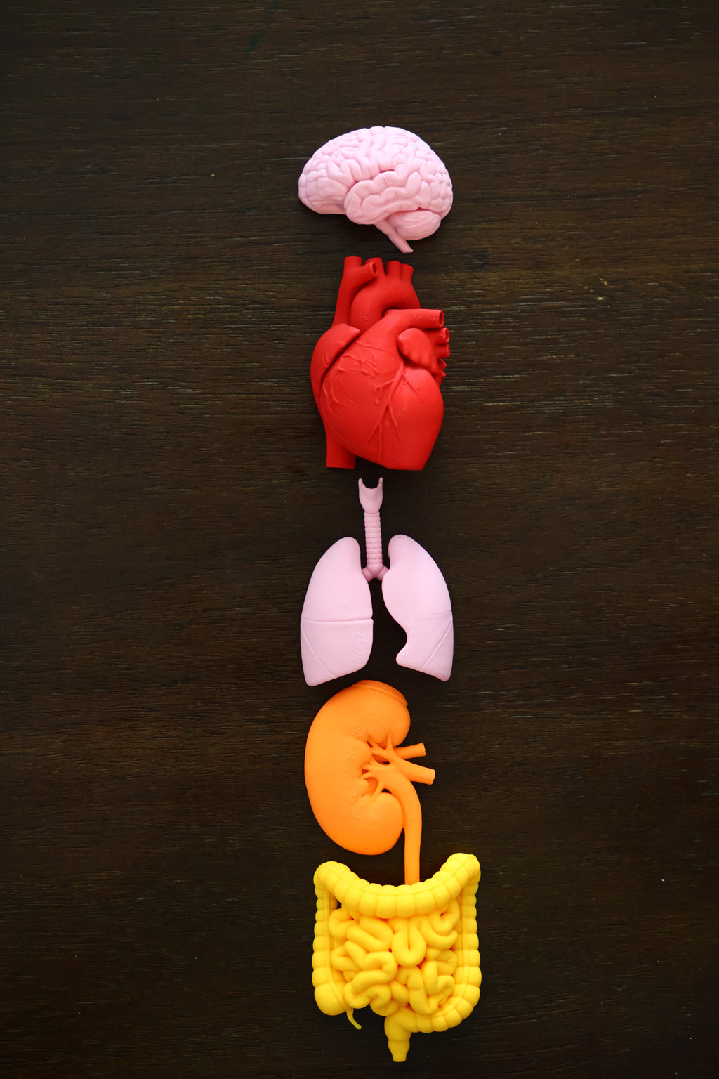 Anatomy Magnets