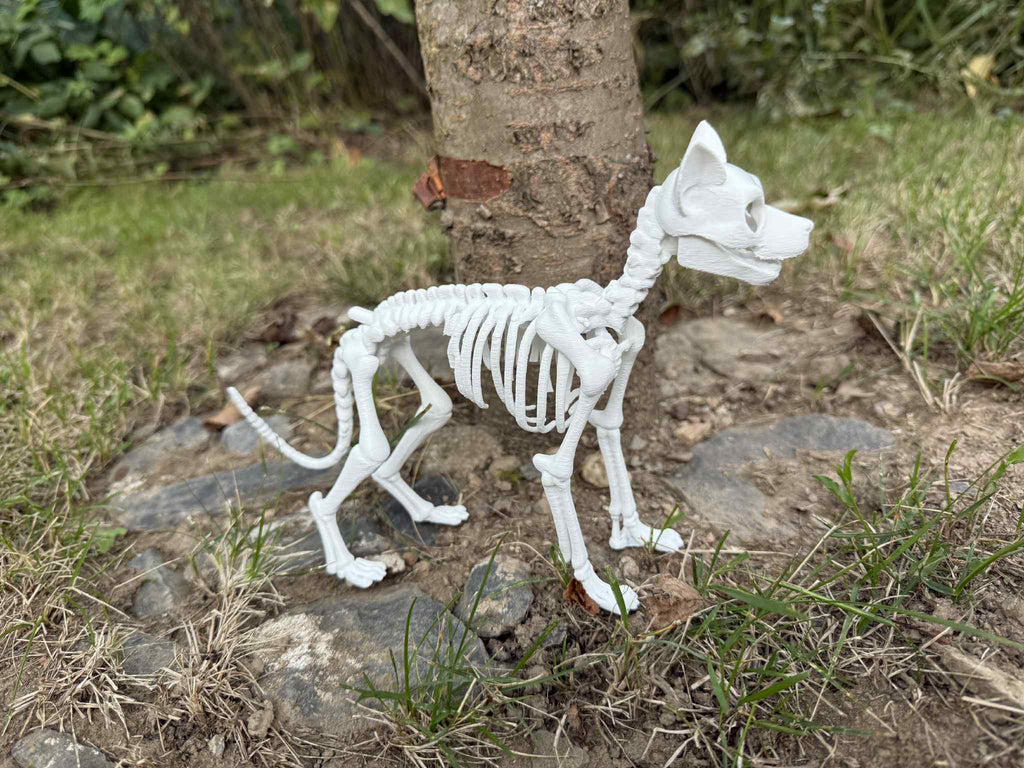 Dog skeleton
