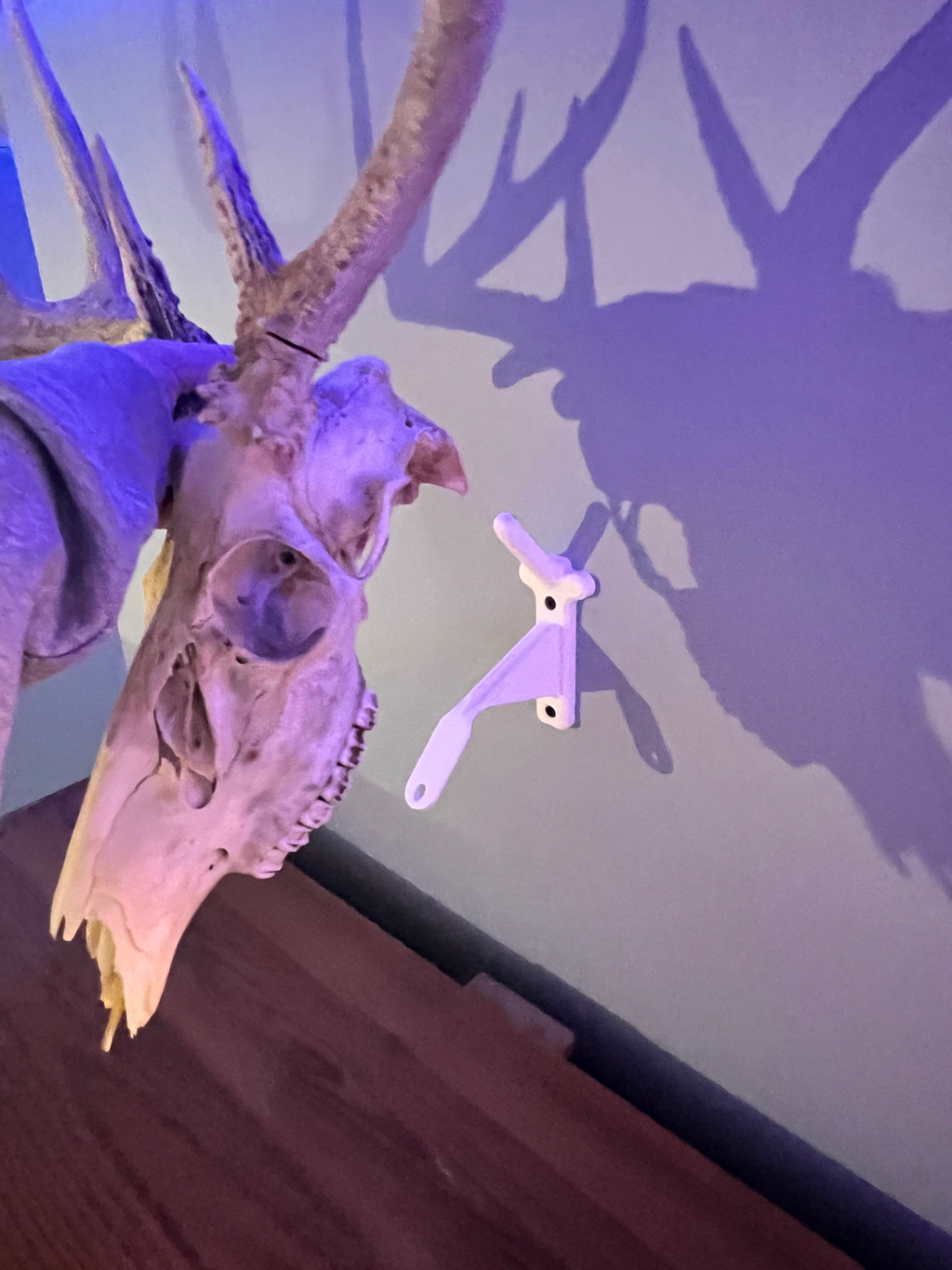 Deer Skull Mount