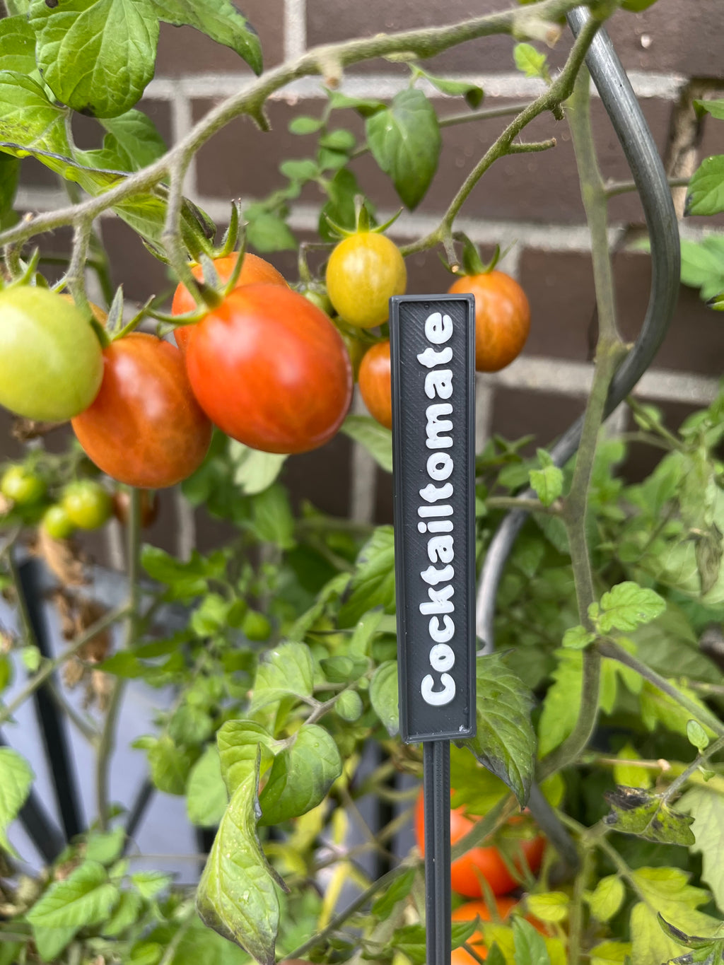Pflanzenschild Cocktailtomate