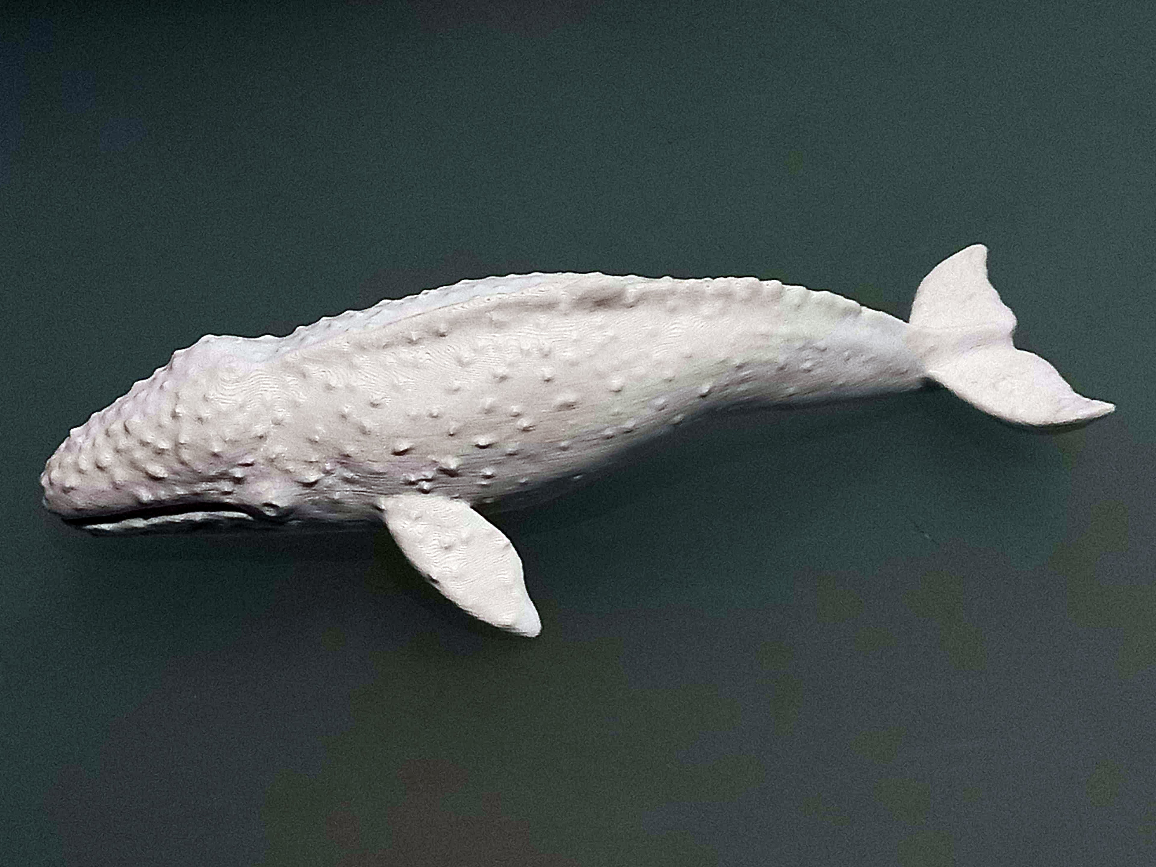 Gray Whale Voronoi