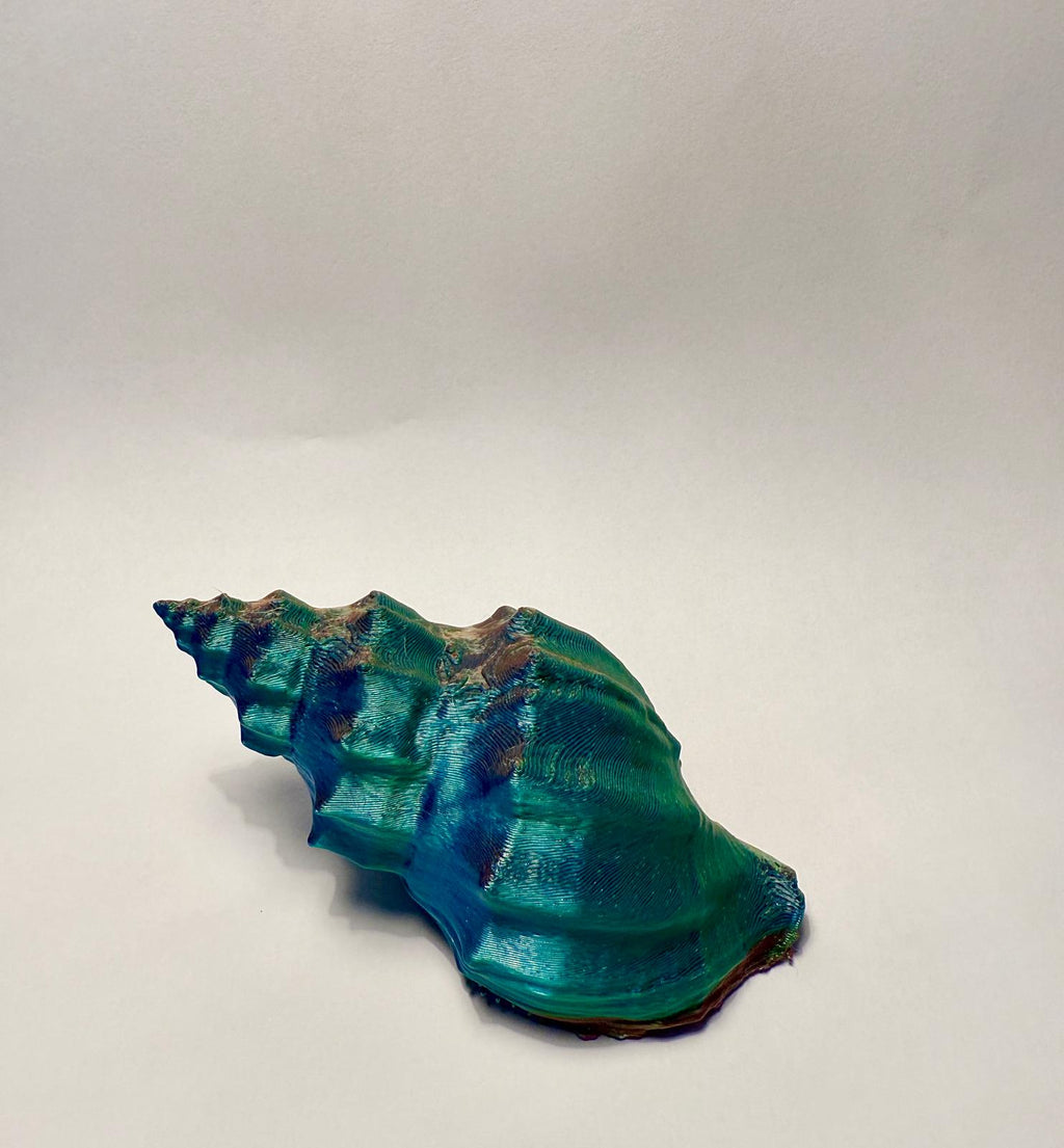 Sea Shell - Cancellaria cooperi - 3D Scan