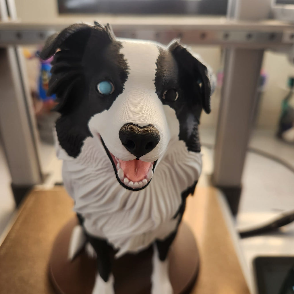 border collie multicolor