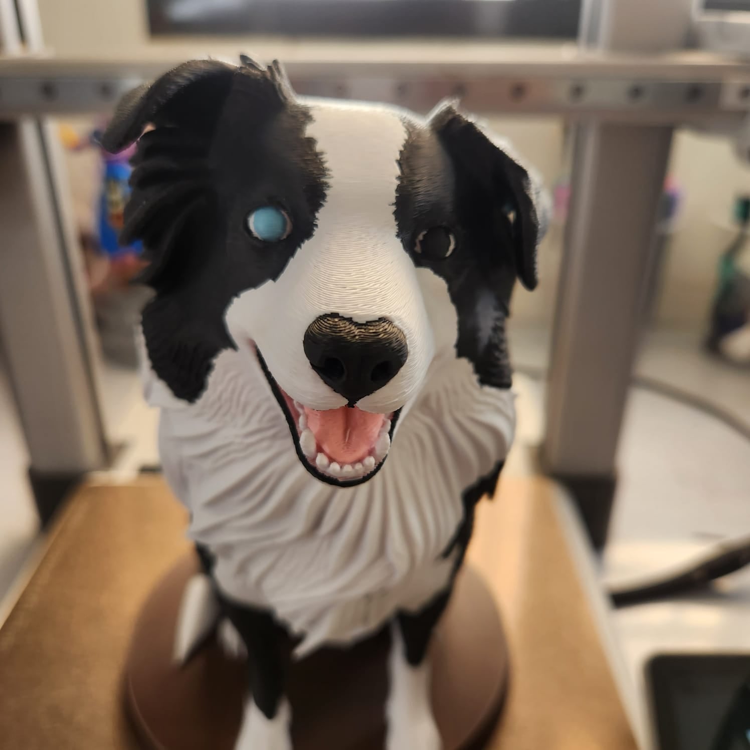 border collie multicolor