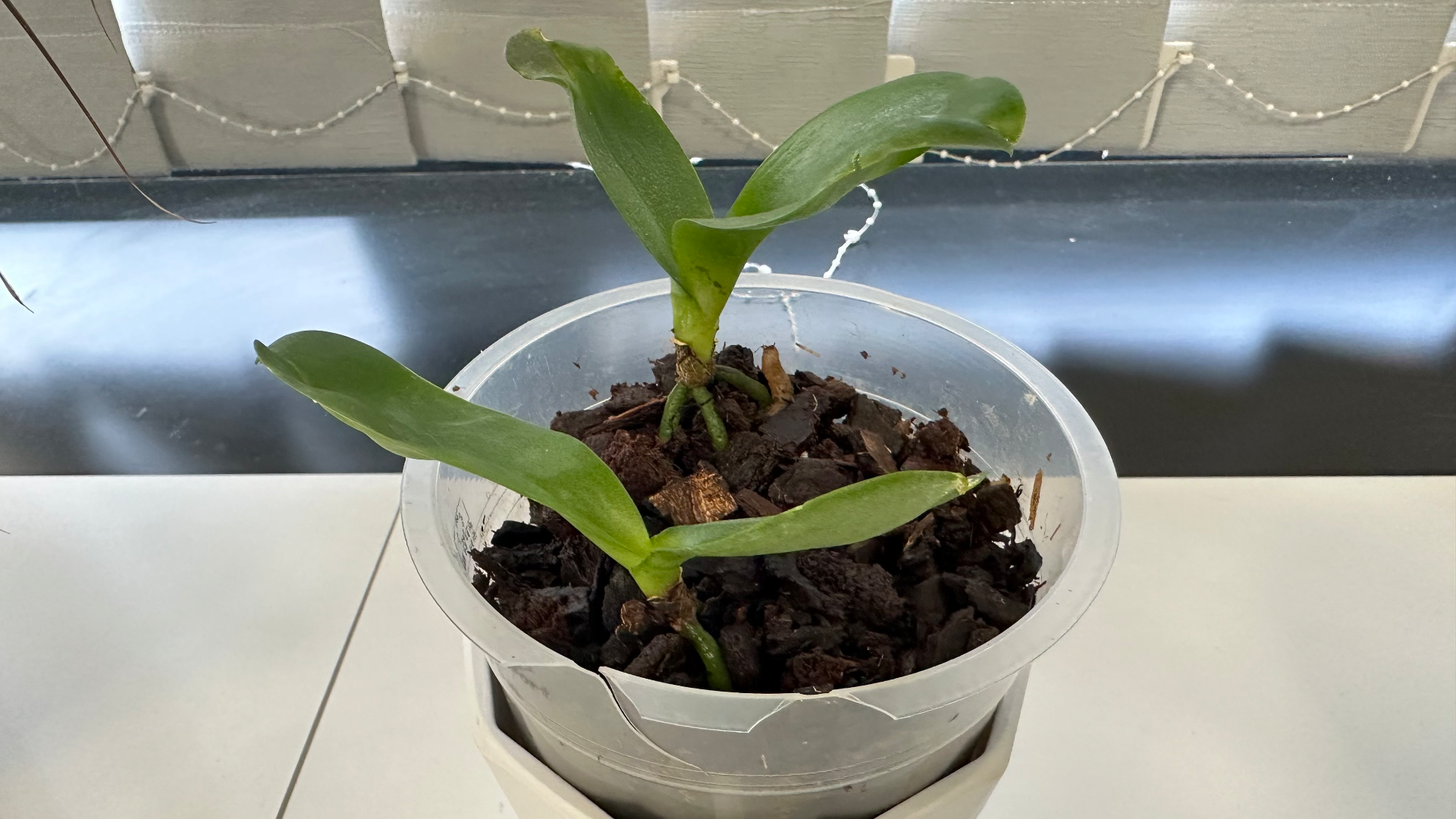 Orchid pot