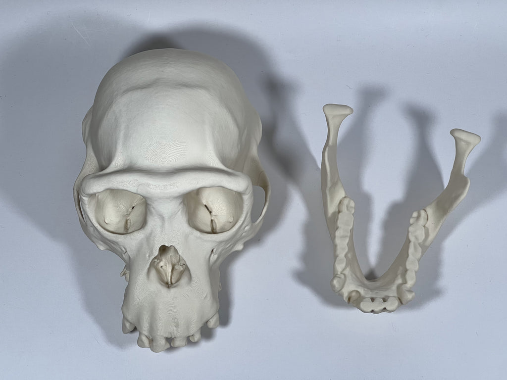 Adult Female Chimpanzee Cranium and Mandible