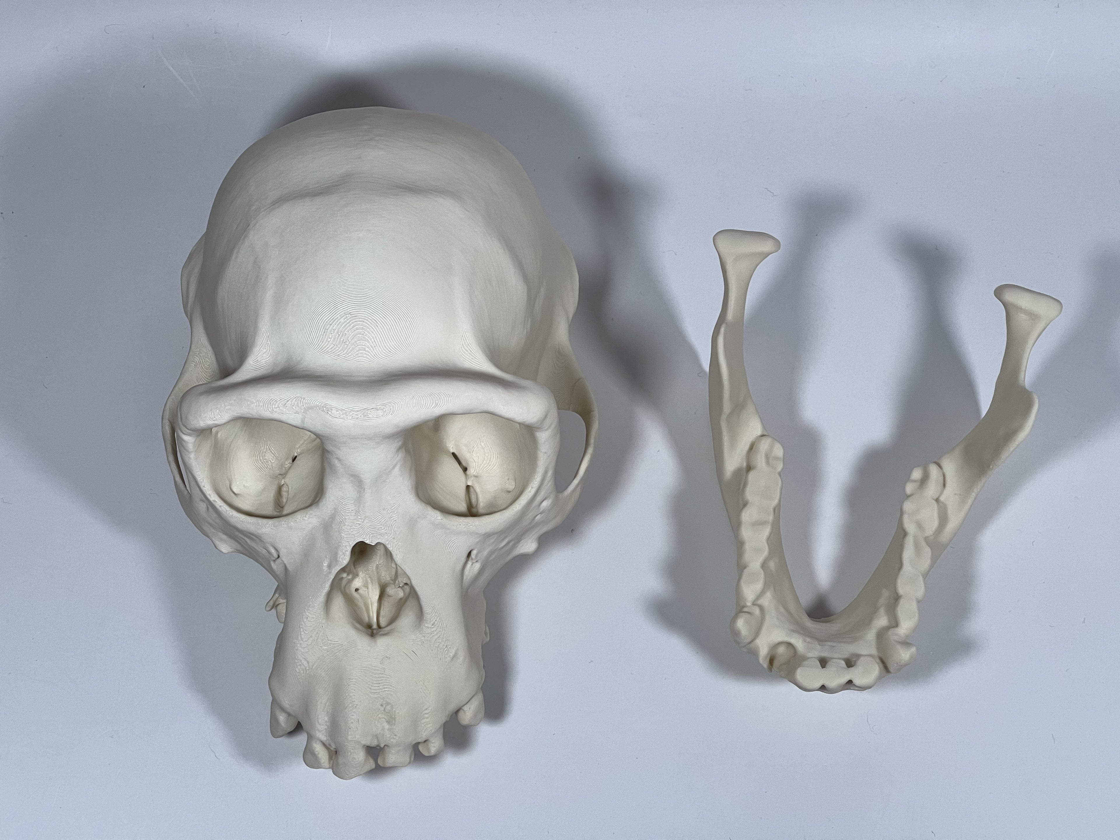 Adult Female Chimpanzee Cranium and Mandible
