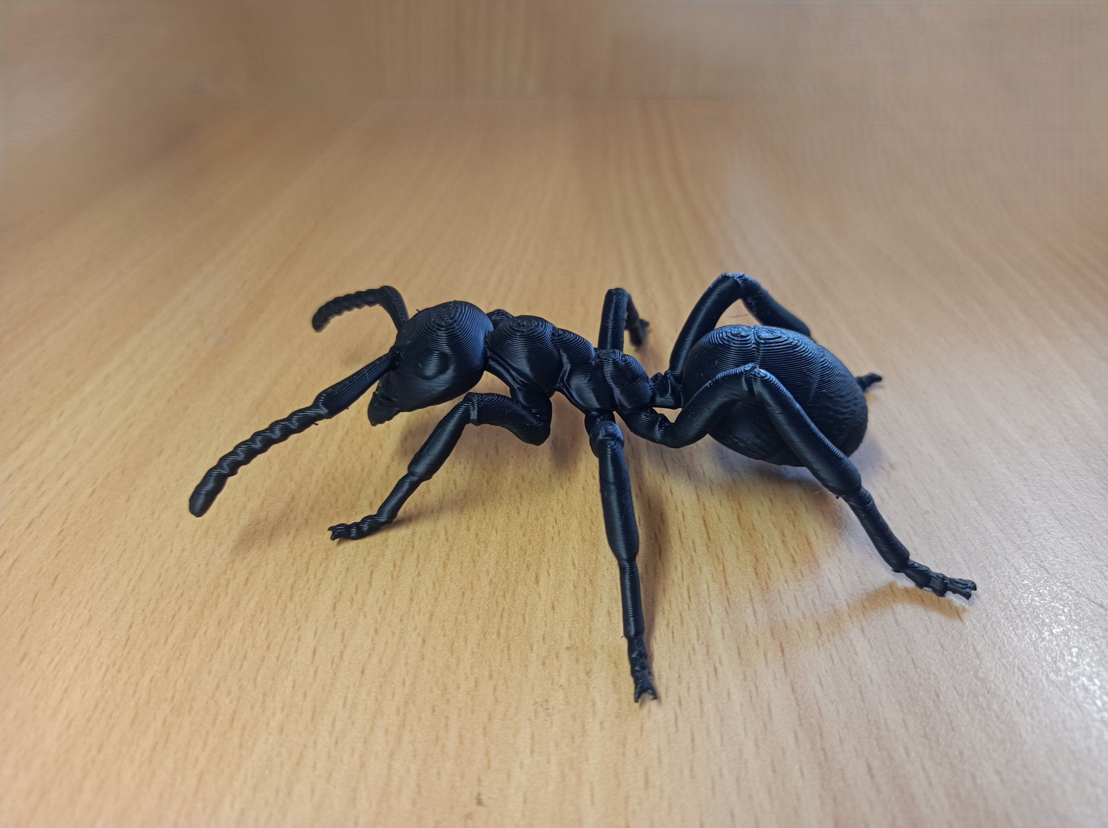 Common Black Garden Ant model