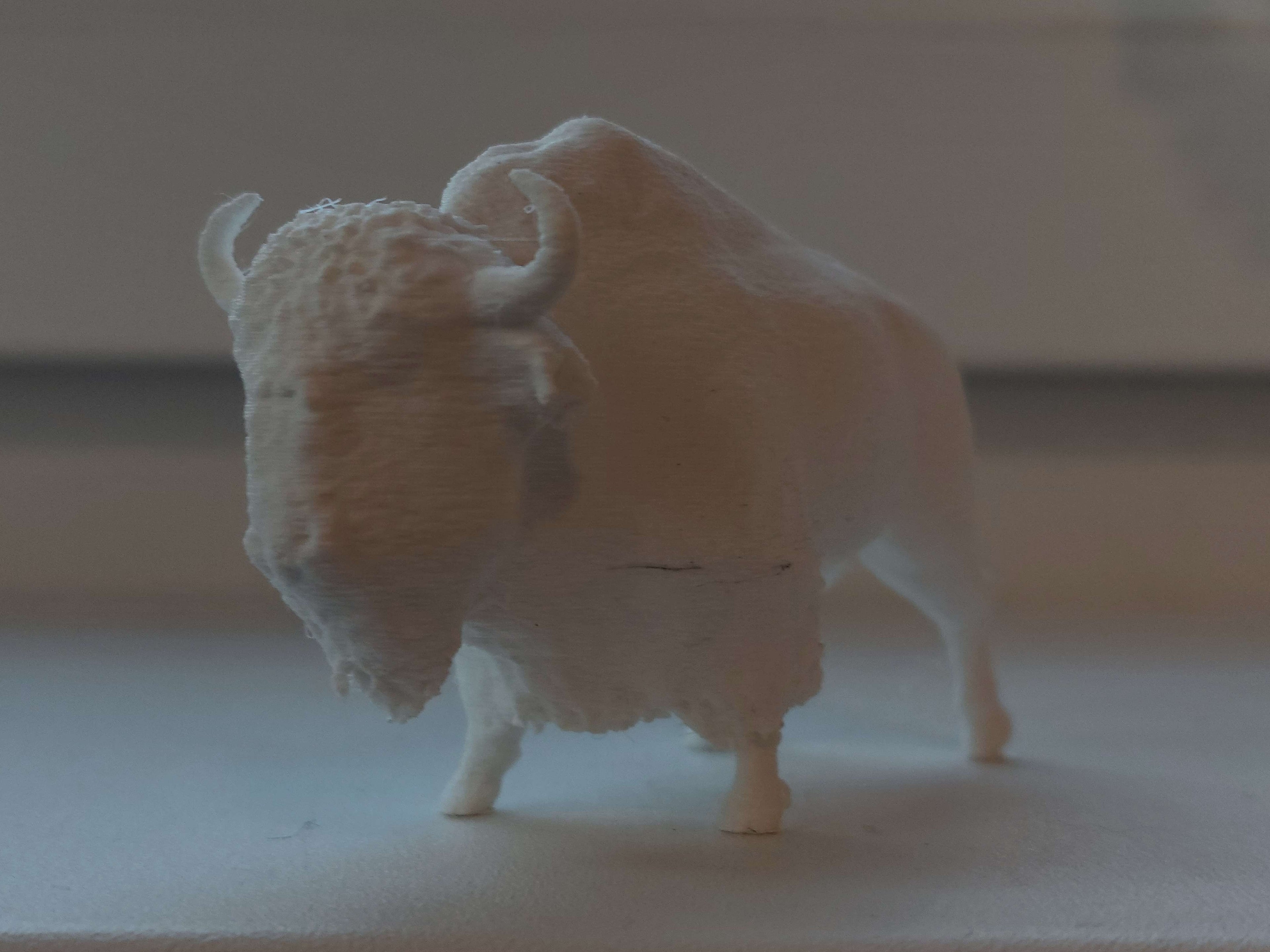 Realistic Anatomical American Bison (Educational)