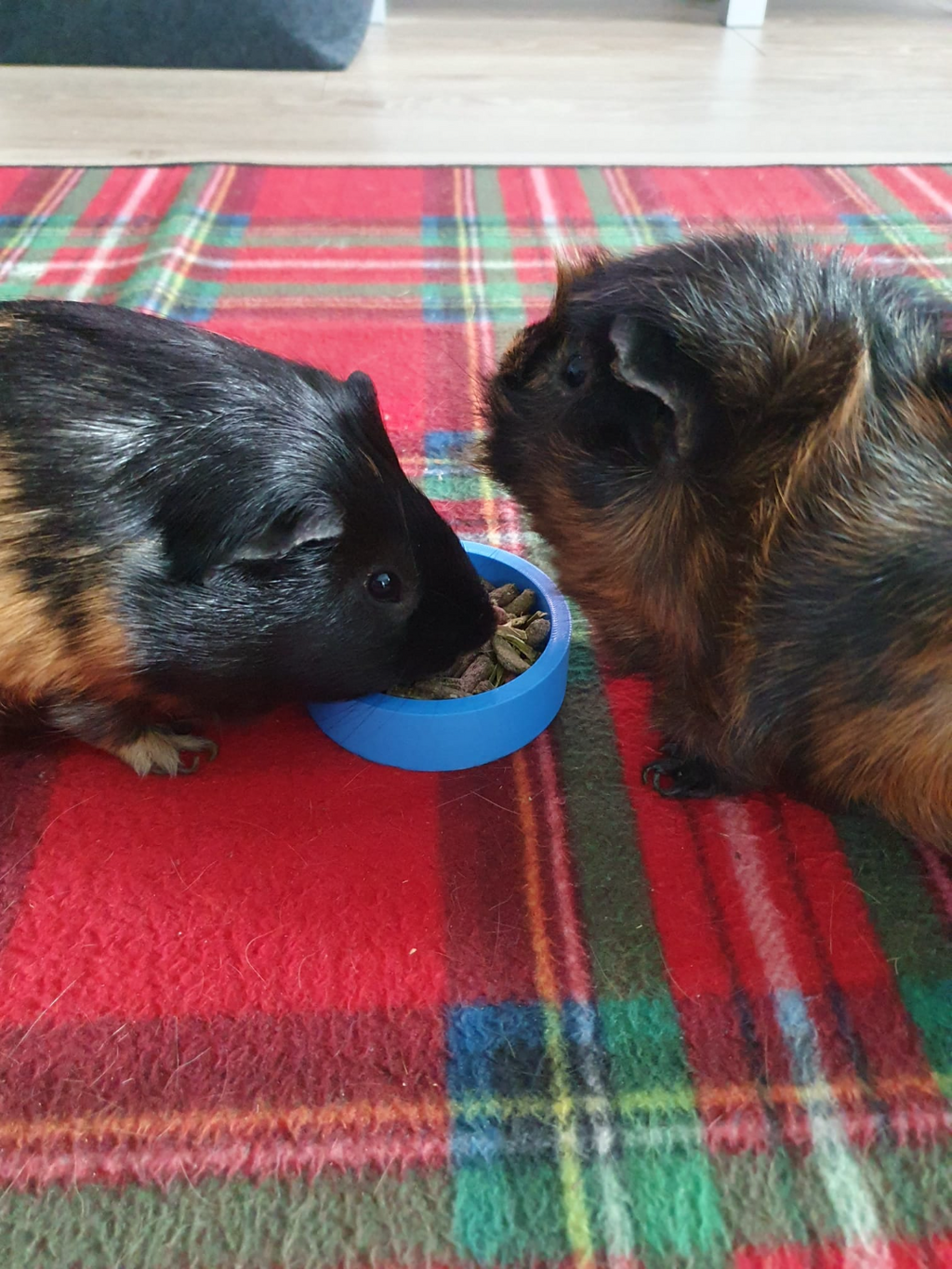 guinea pig bowl