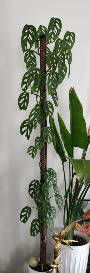 Rigid modular moss pole plants (sphagnum, coconut)