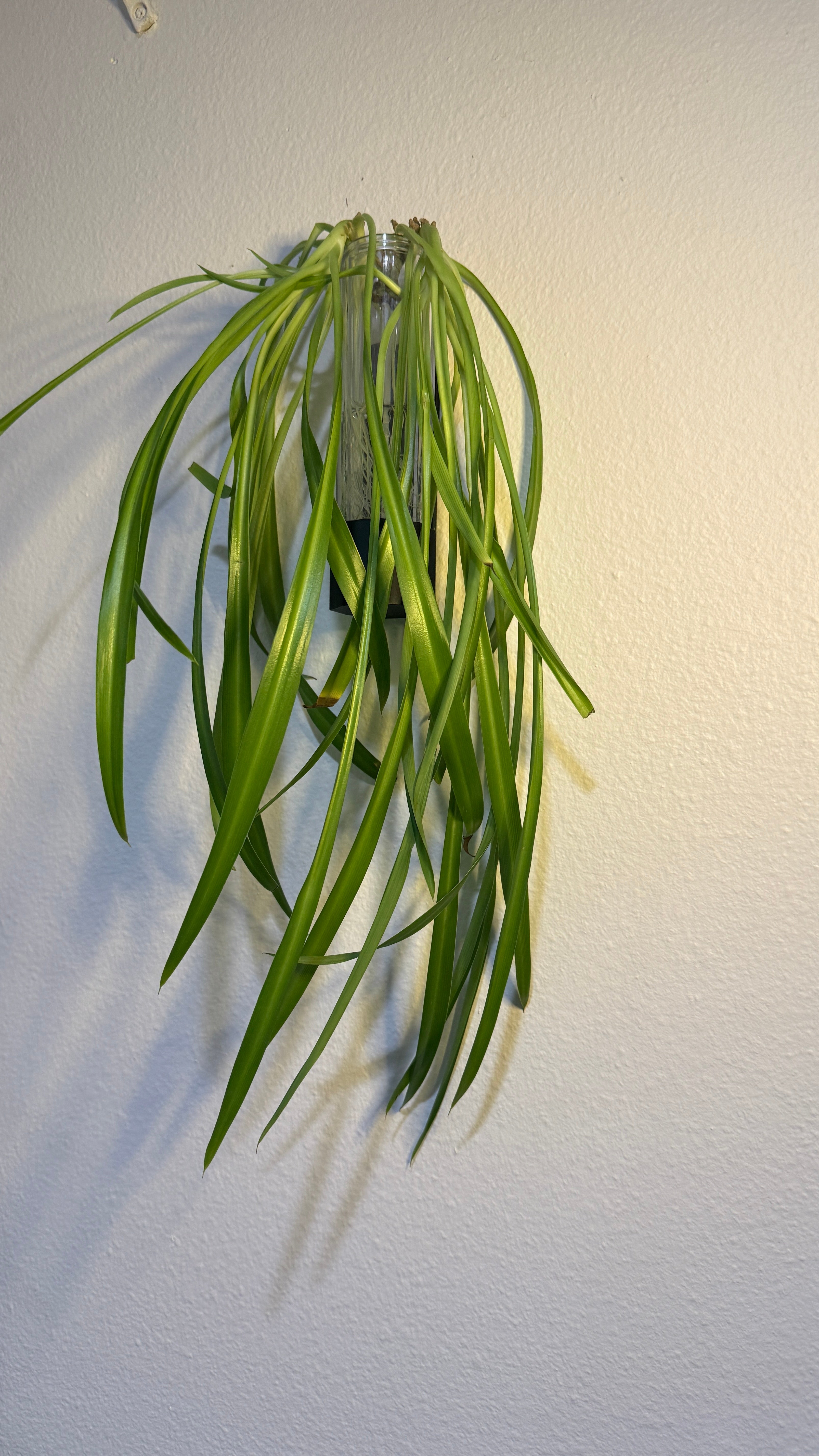 Plant Wall hanger