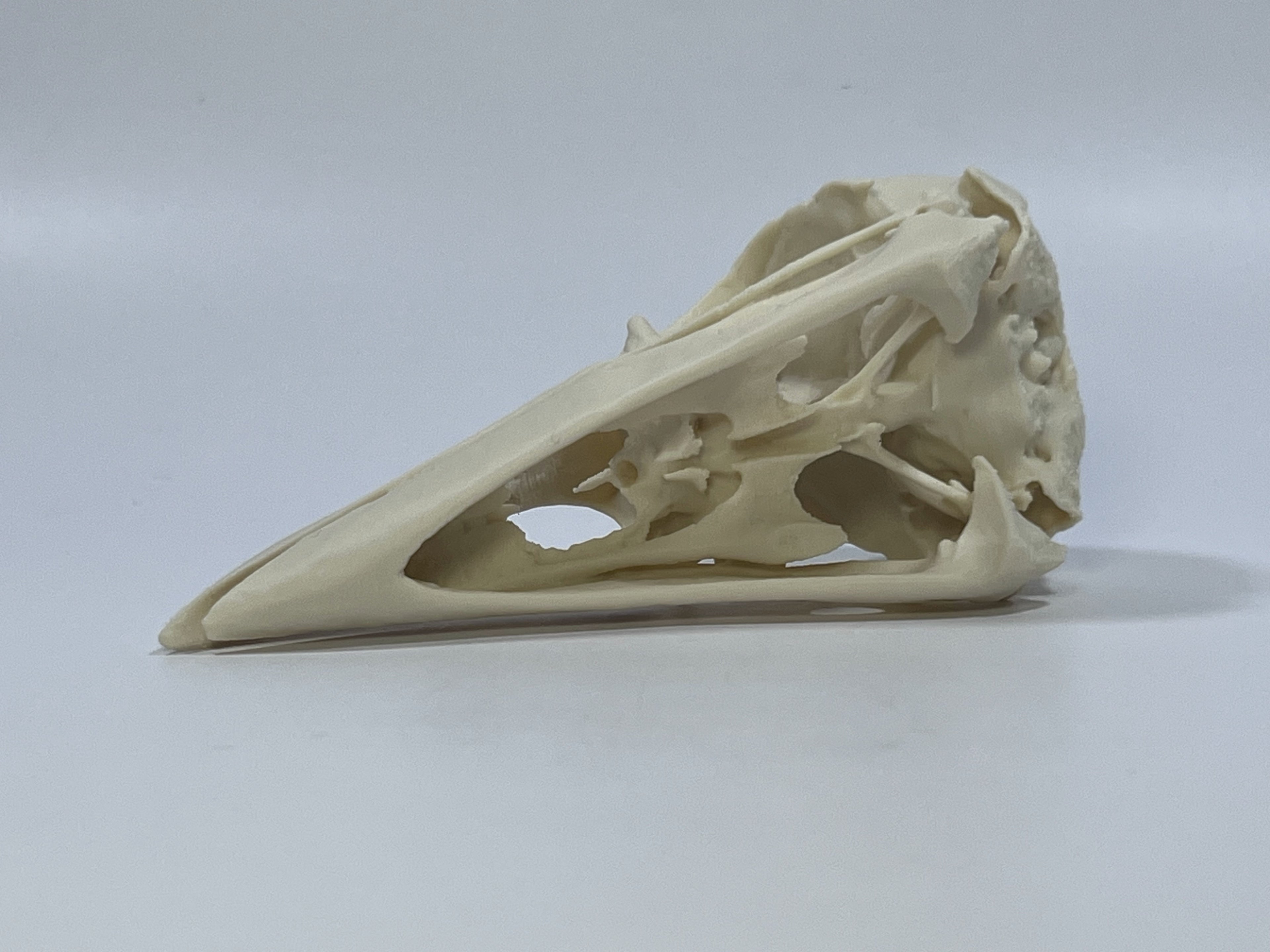 Raven Skull
