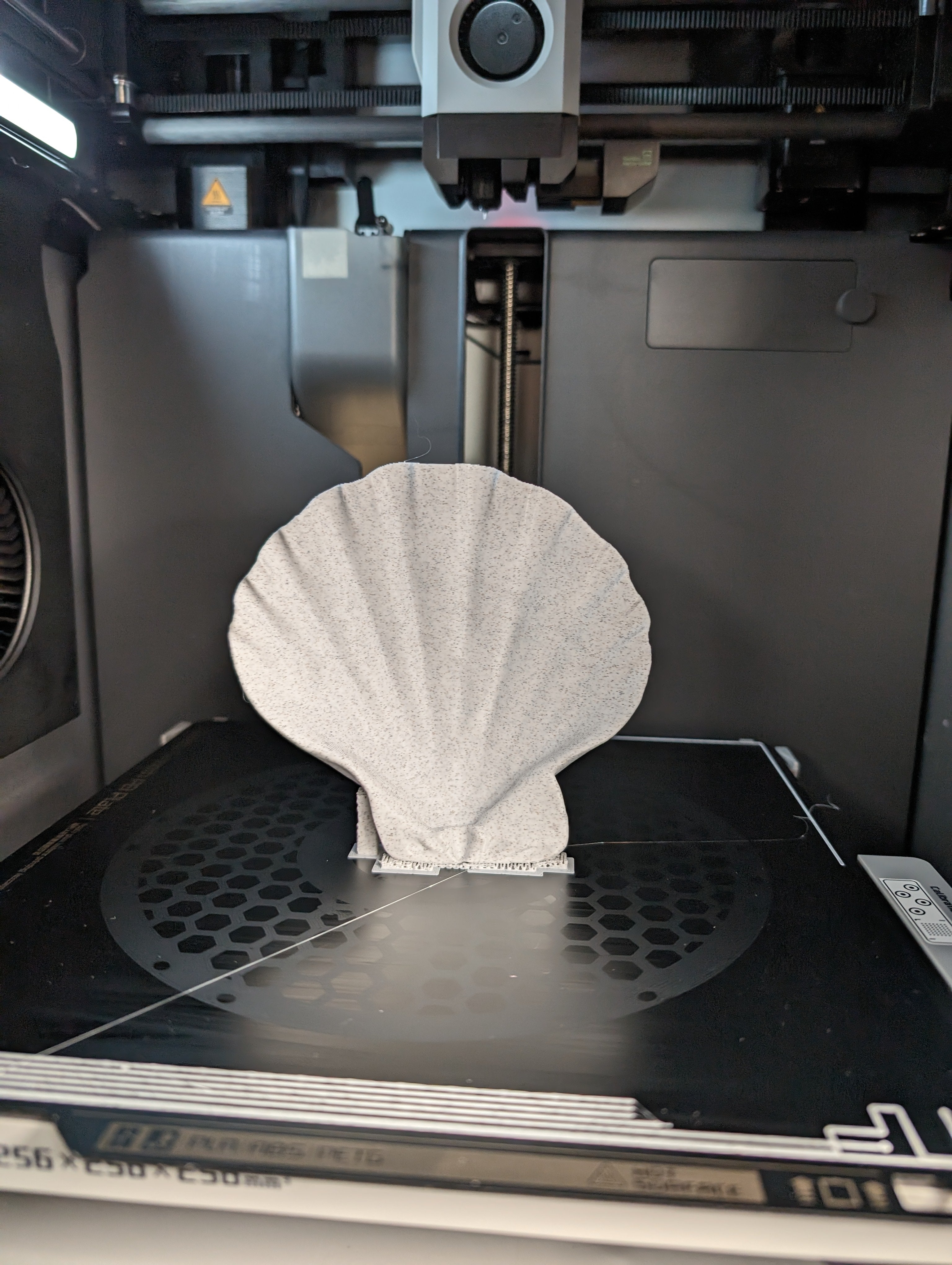 Lions Paw Scallop Seashell 3d Scan