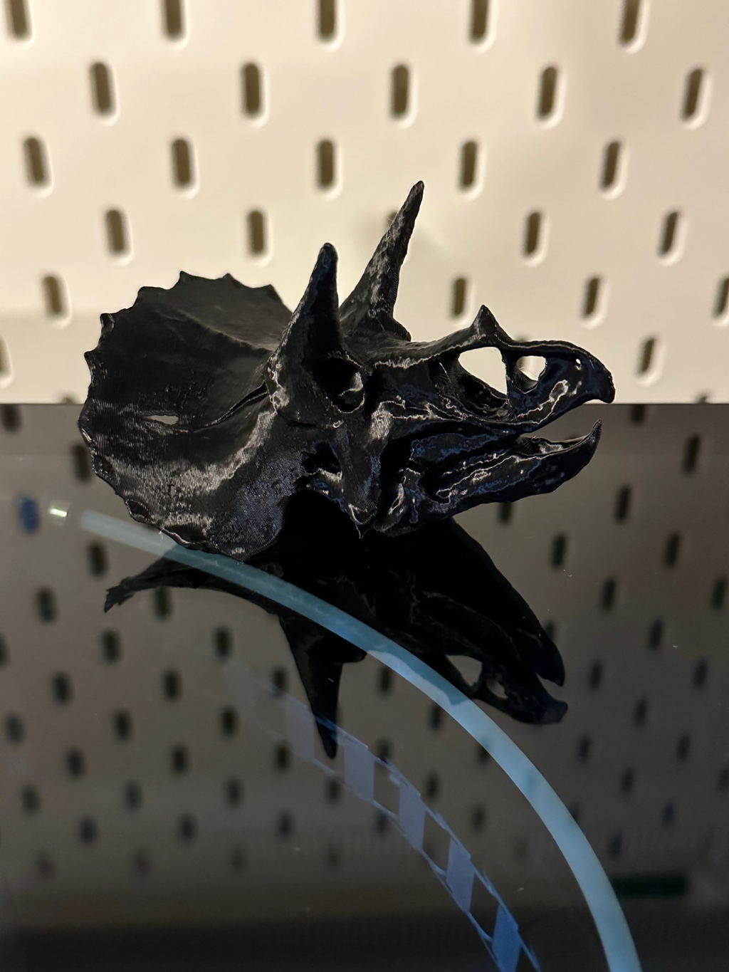 Triceratops Skull