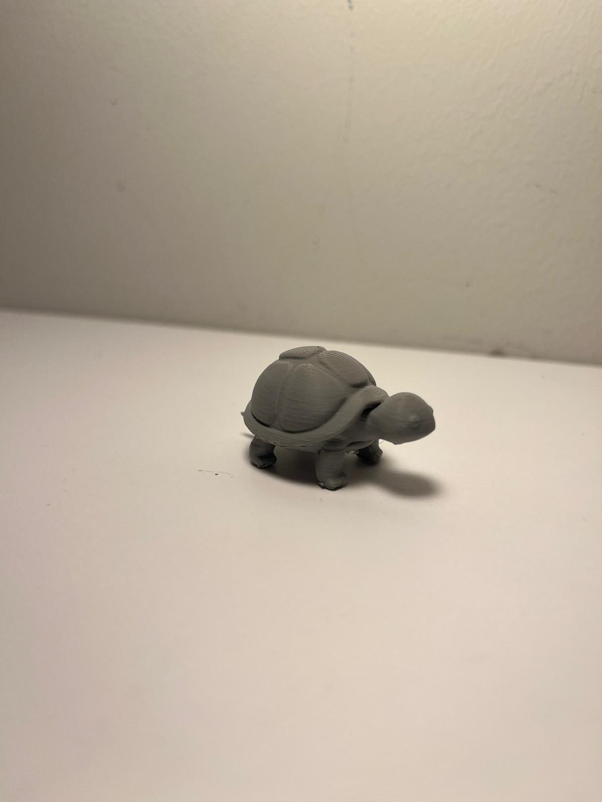 Cute turtle