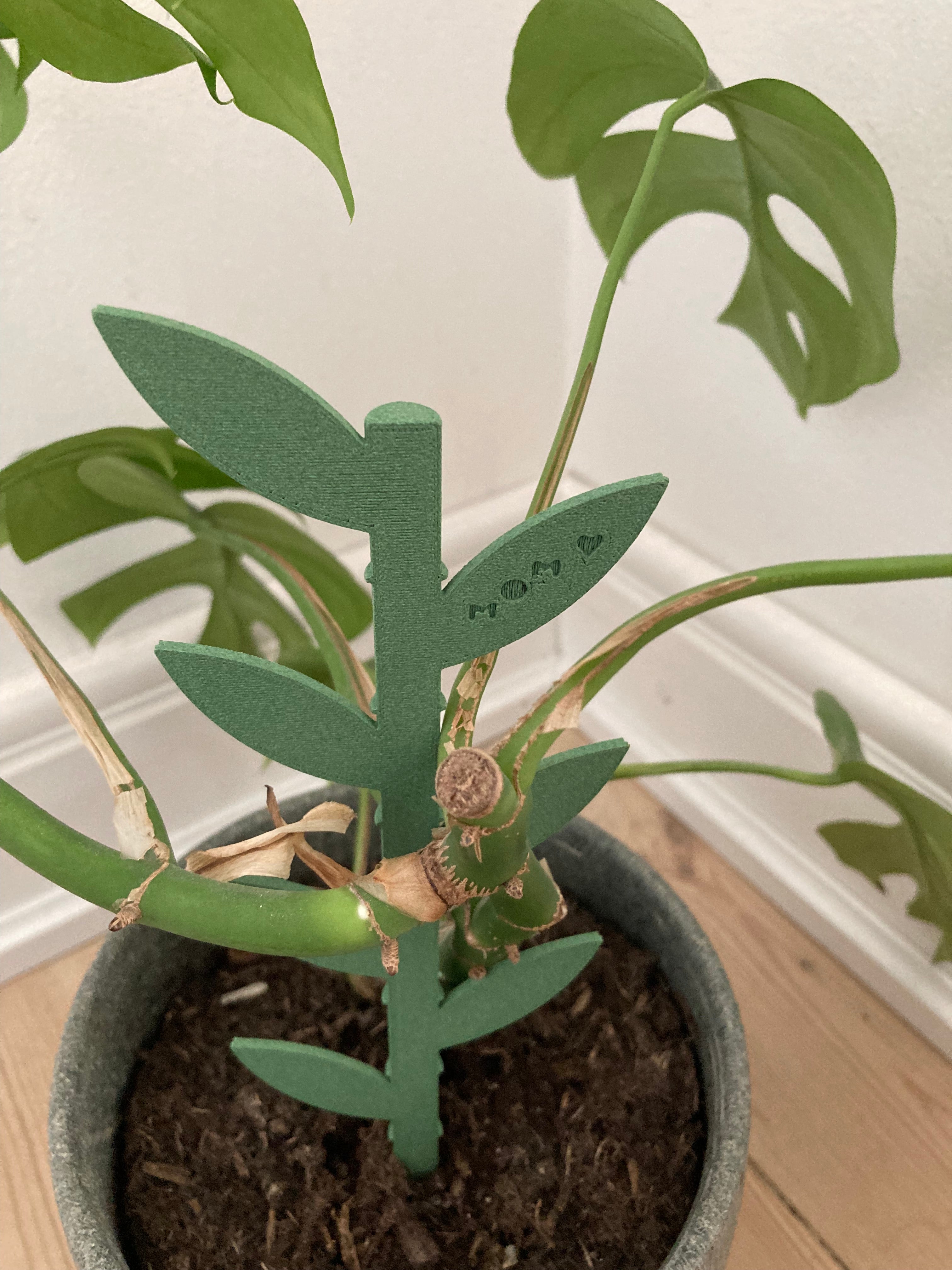 plant support