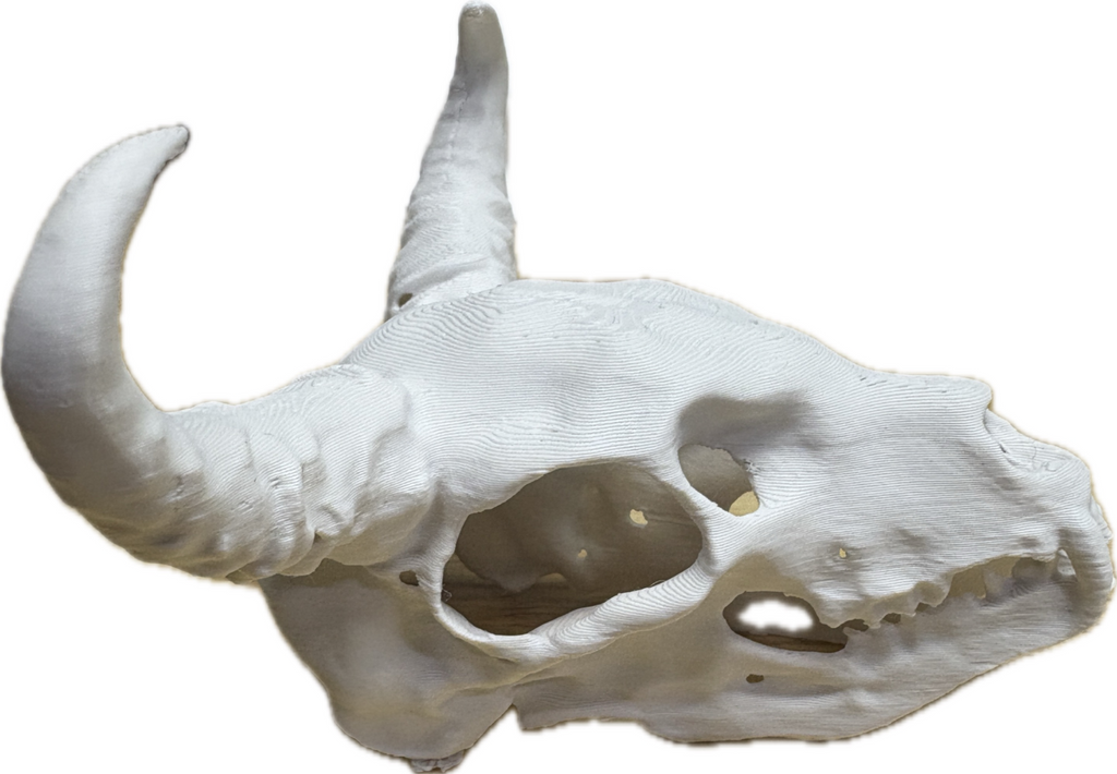 Animal skull with fang and horns