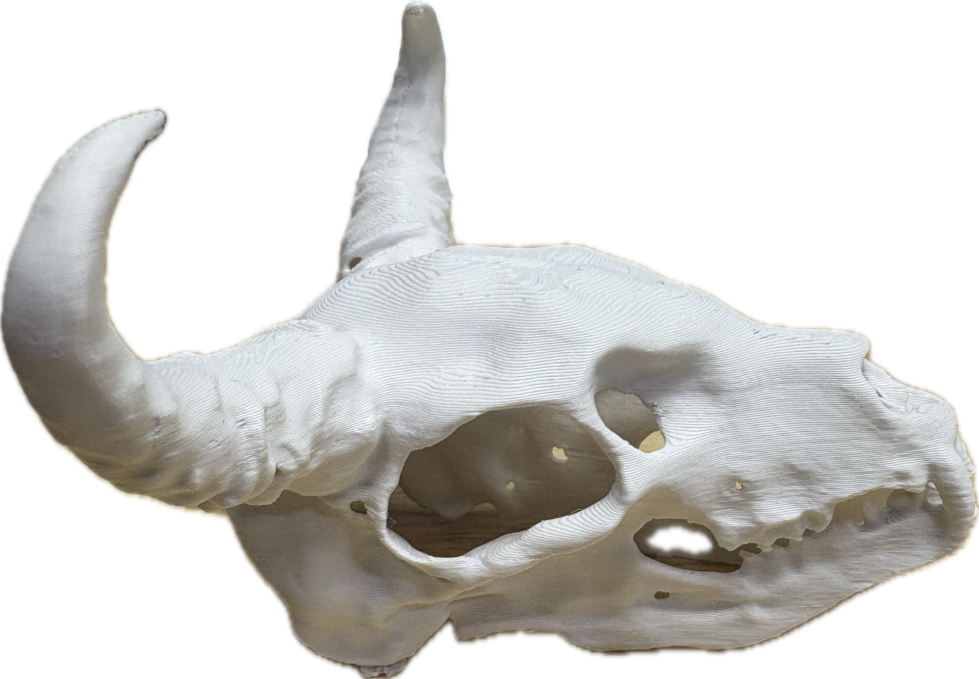 Animal skull with fang and horns