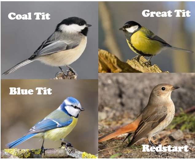 Specific birdhouses for tits and redstarts