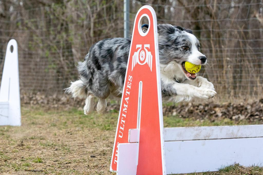 Flyball Obstacle