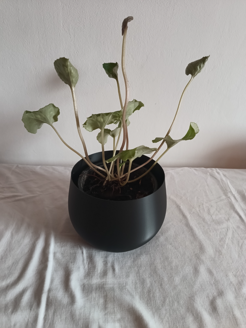 BOWL - Vasemode