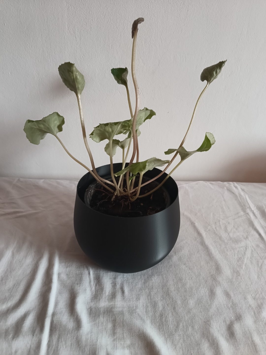 BOWL - Vasemode