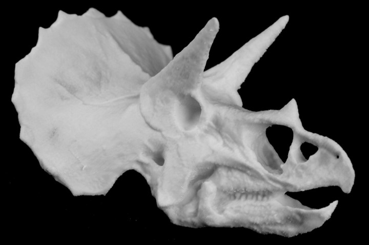 Triceratops Skull Etching