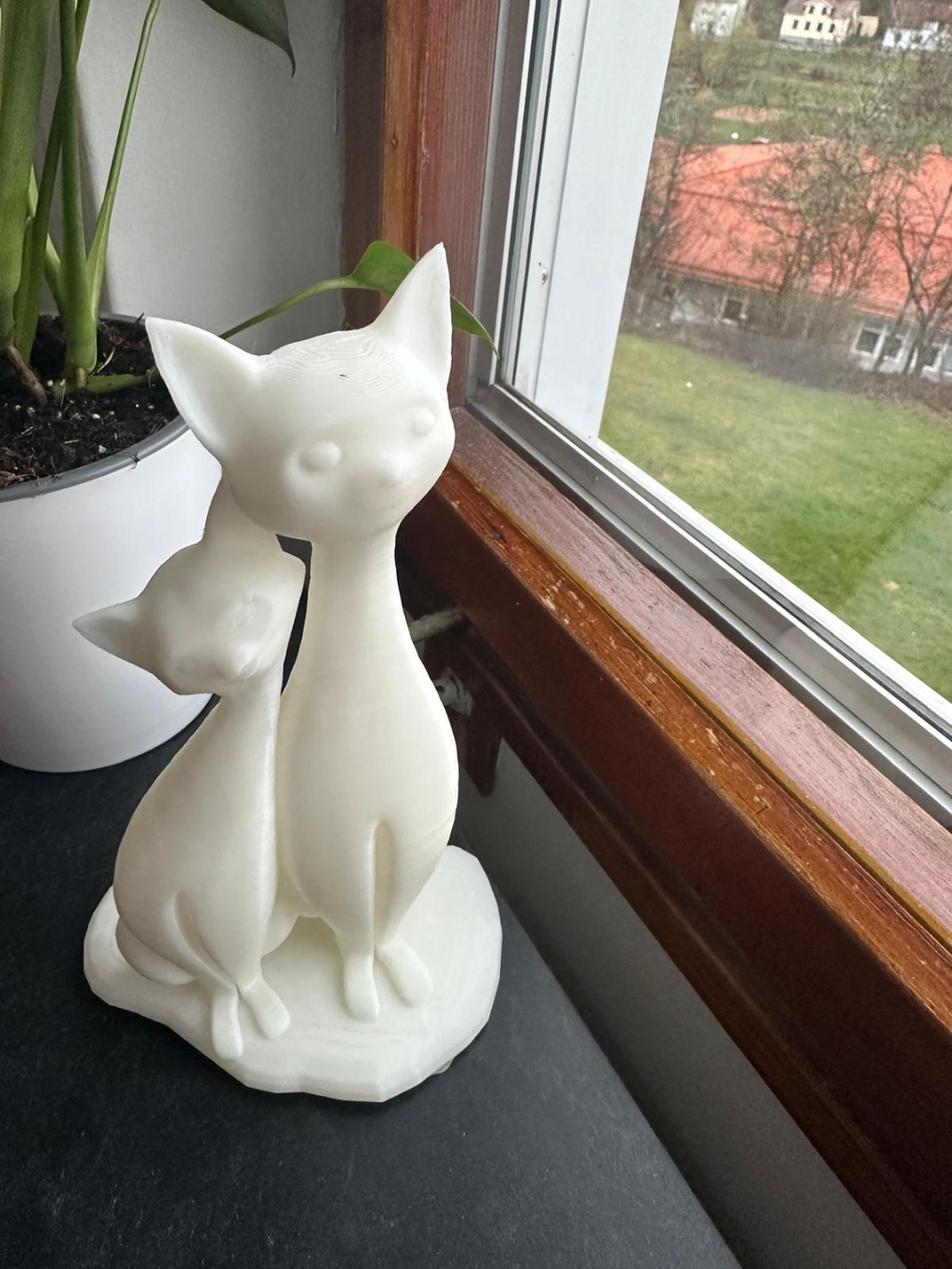 cat
