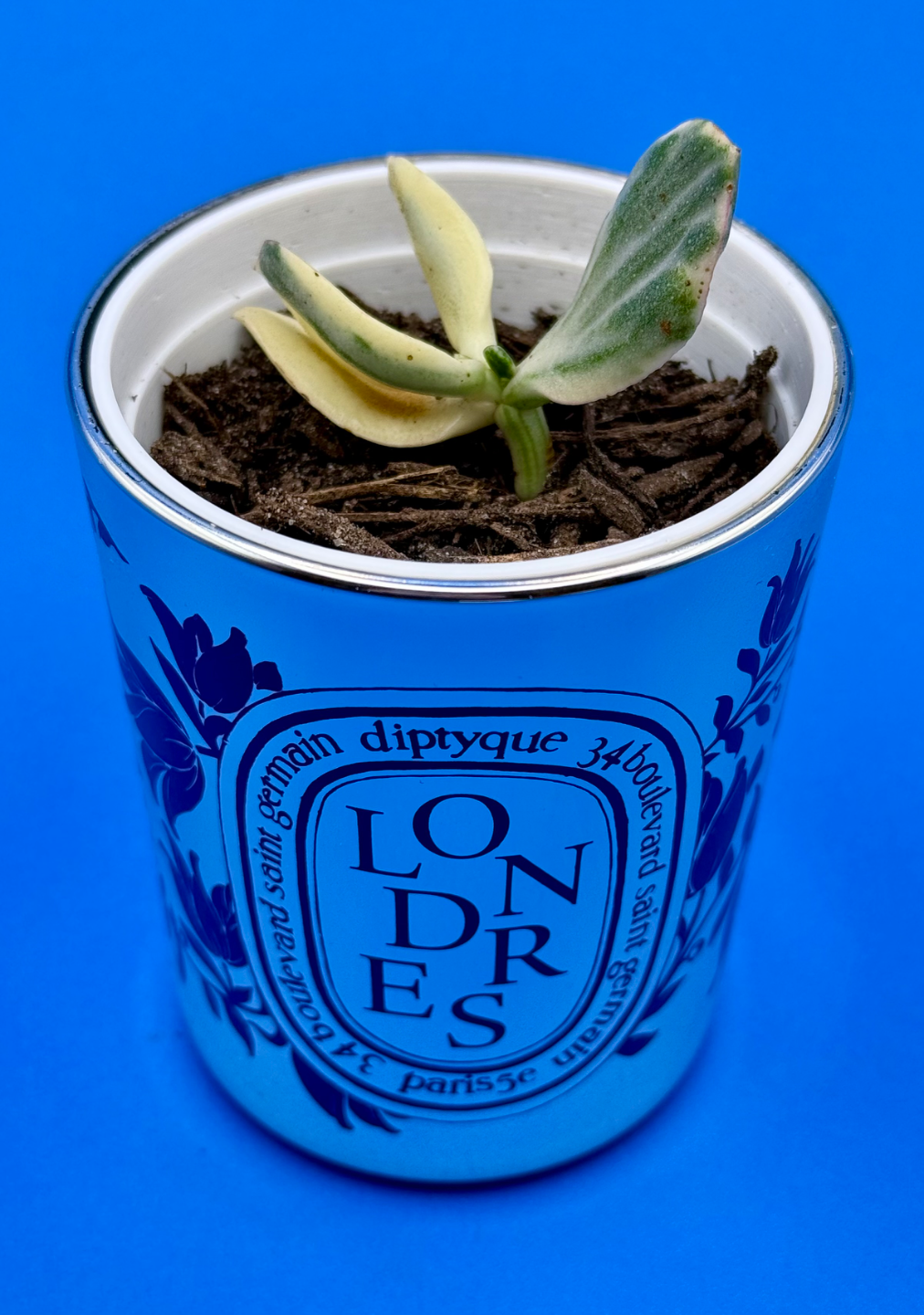 Diptyque Candle Nursery Pot