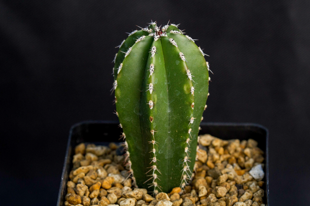 Cactus Vase