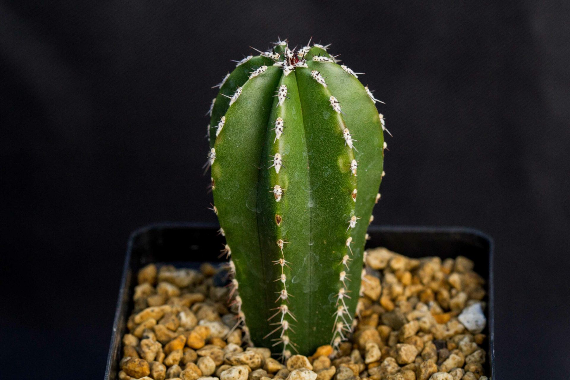 Cactus Vase