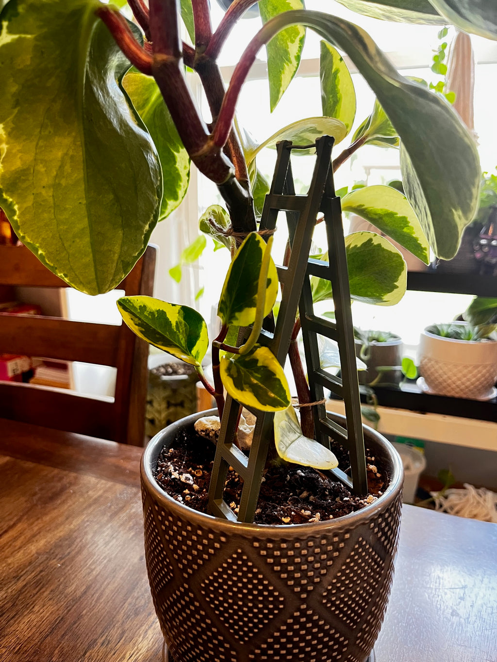 Plant Climbing Ladder