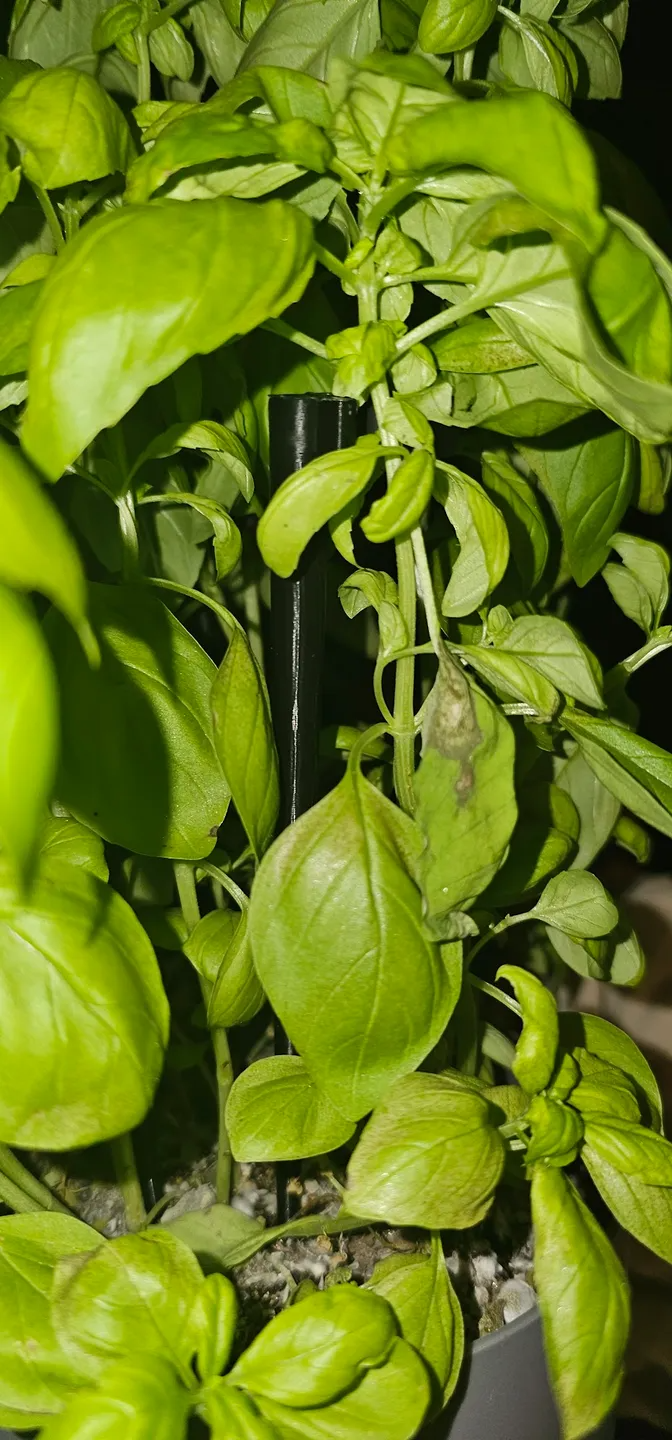 Plant stand / basil stand