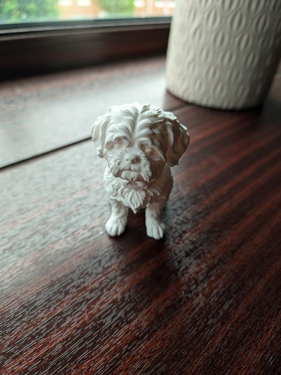 Shih Tzu Dog