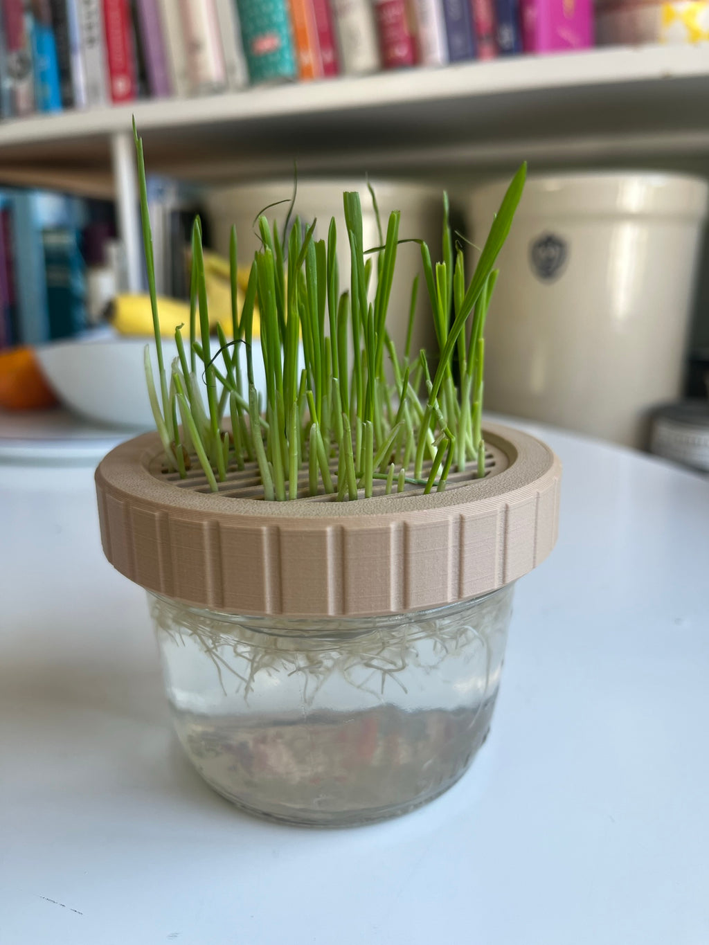 Cat Grass Growing Kit for Canning Jar