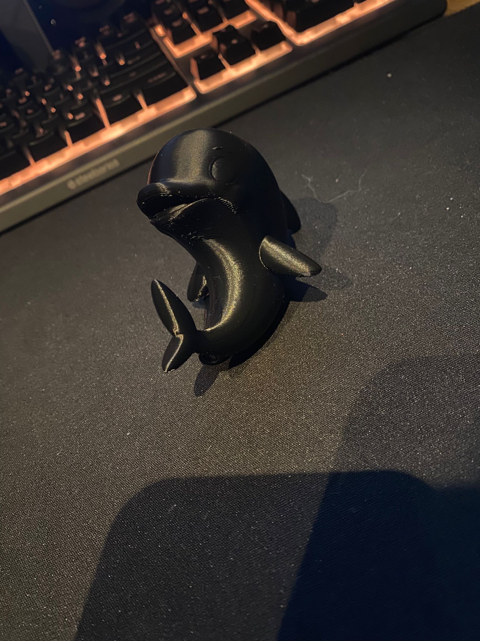 cute dolphin